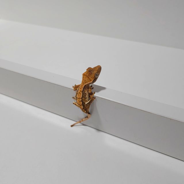 노멀 익스트림할리퀸 화이트스팟 텐저린