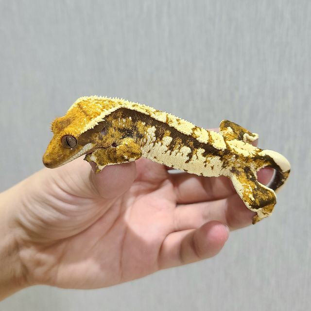 트라이 익스트림할리퀸 타이거 노멀