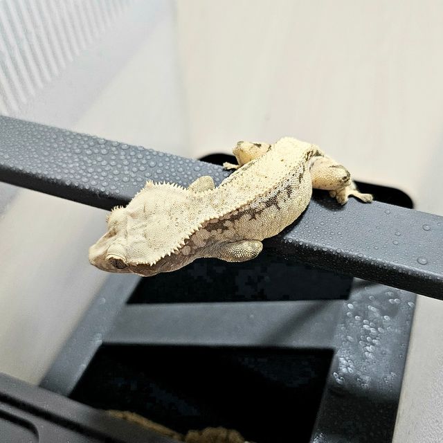노멀 익스트림할리퀸