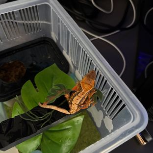 텐저린