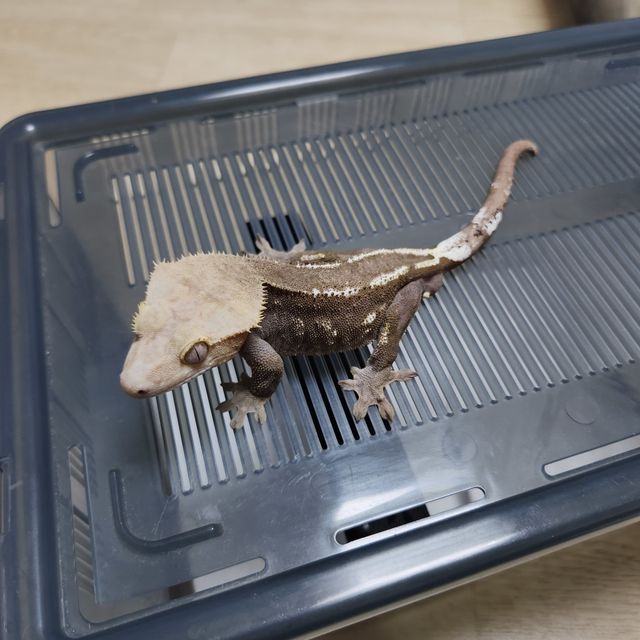 아잔틱
