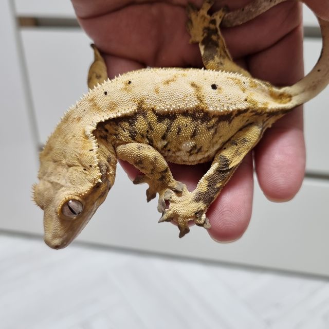 트라이 달마시안 익스트림할리퀸 레이지