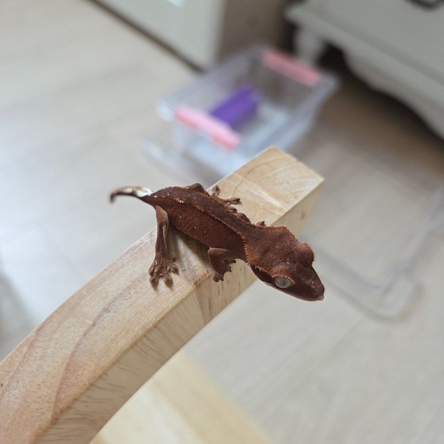 바이 레드