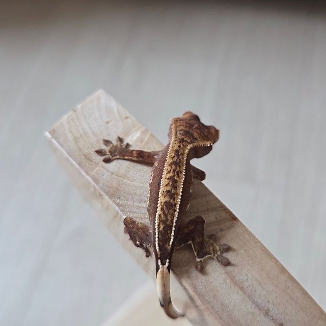 레드 트라이 쿼드