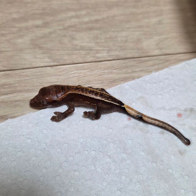 레드 트라이 쿼드