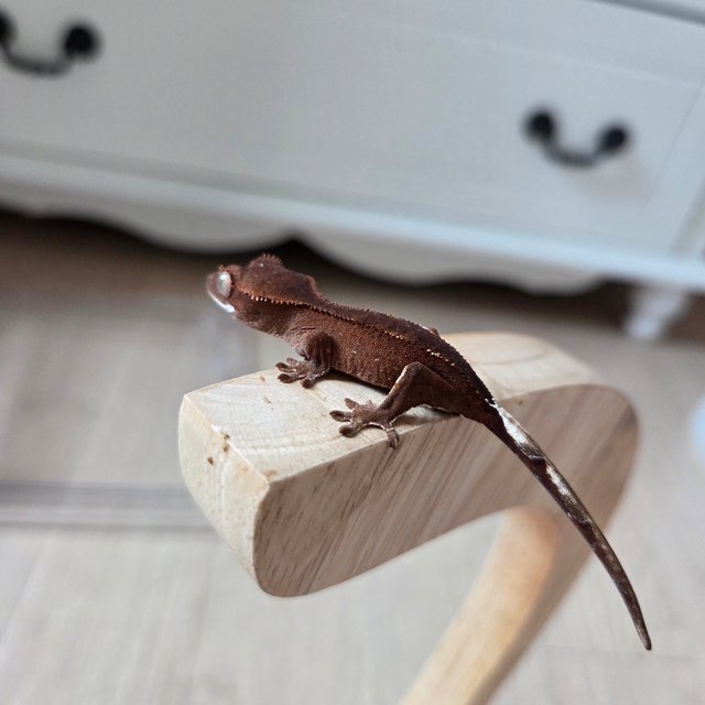 바이 레드