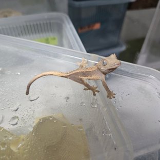 릴리화이트 하이포