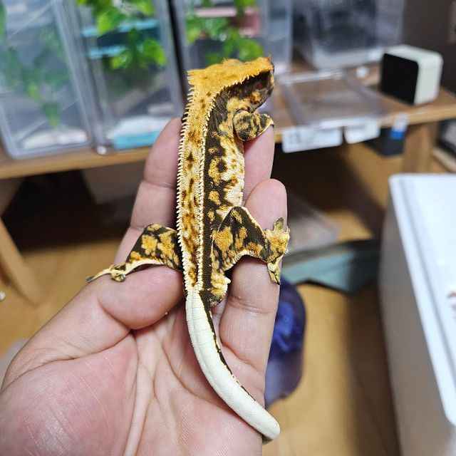 트라이 익스트림할리퀸