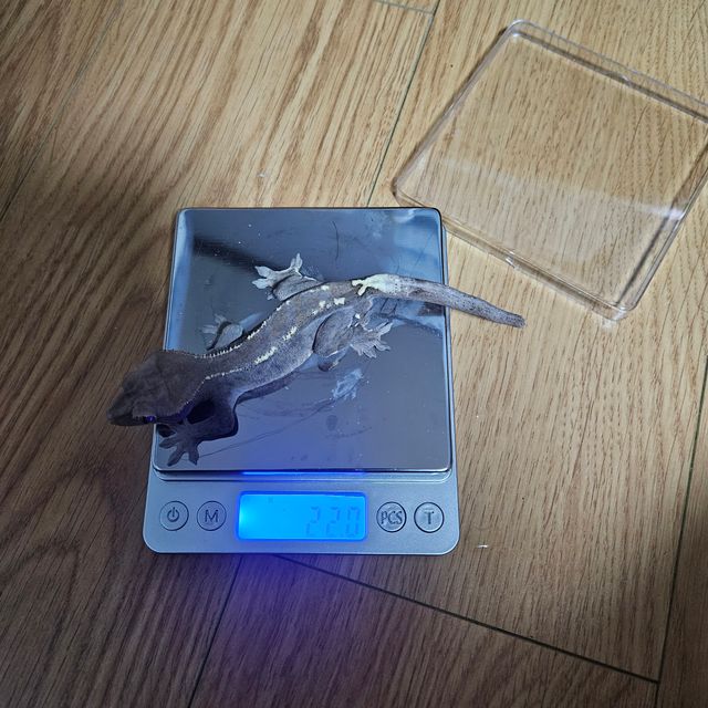 카푸치노