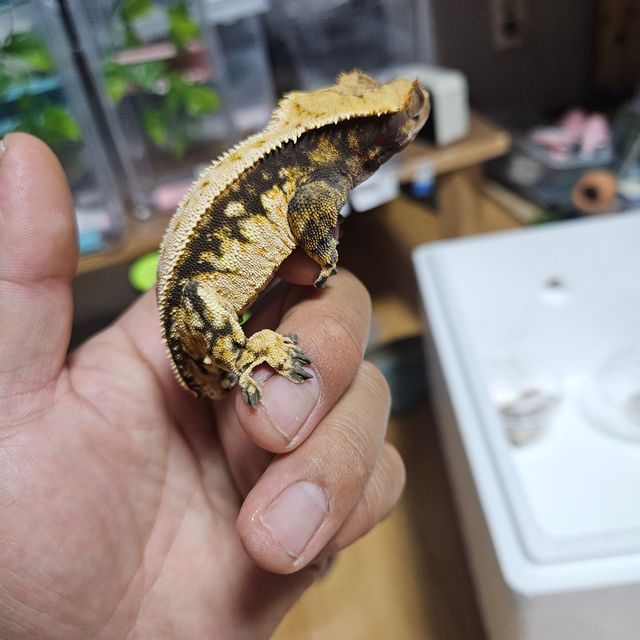 트라이 익스트림할리퀸