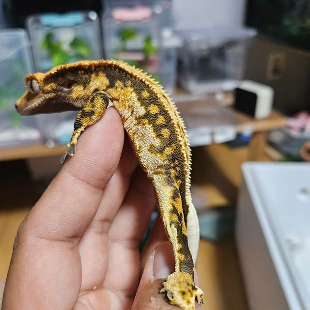 트라이 익스트림할리퀸