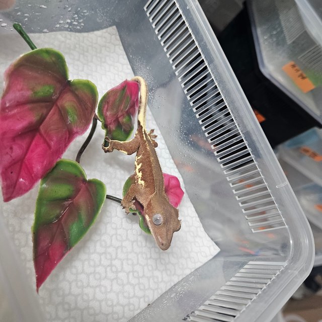 레드 팬텀 릴리화이트