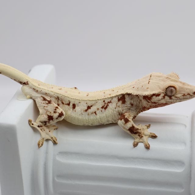 레드 릴리화이트