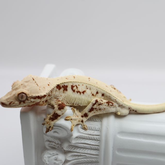 레드 릴리화이트