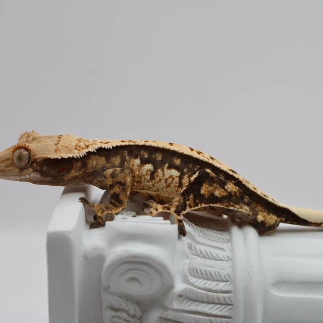 핀스트라이프 트라이