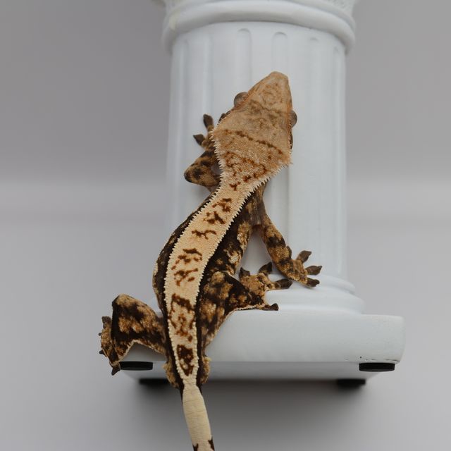 핀스트라이프 트라이