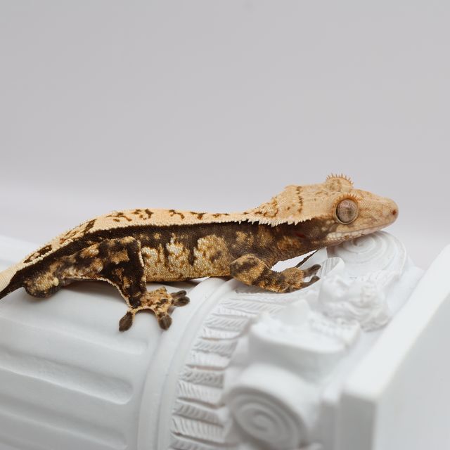 핀스트라이프 트라이