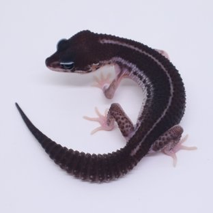 슈퍼스노우 블랙나이트