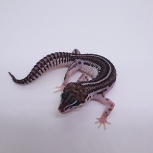 슈퍼스노우 블랙나이트