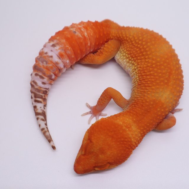 벨 만다린 블러드