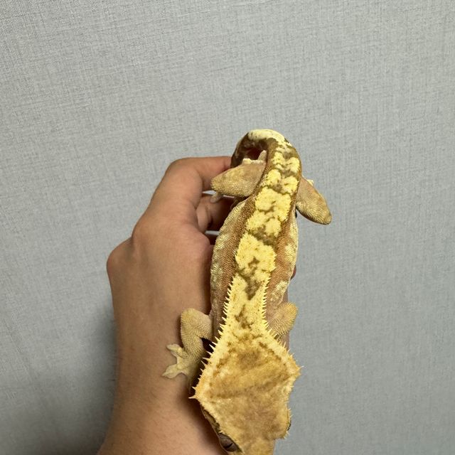 노멀 100%헷아잔틱