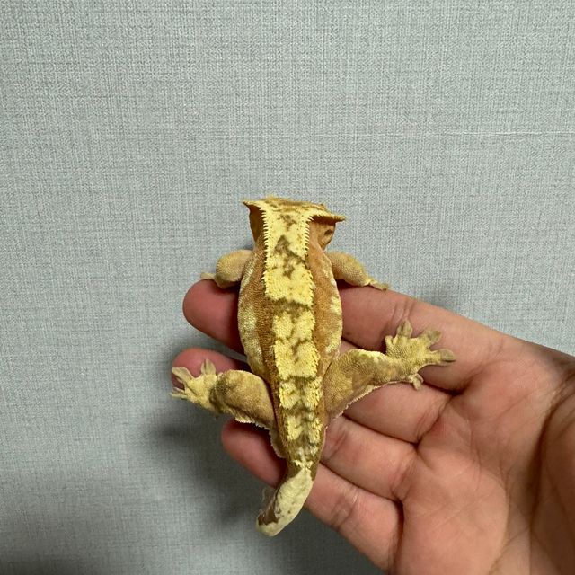 노멀 100%헷아잔틱
