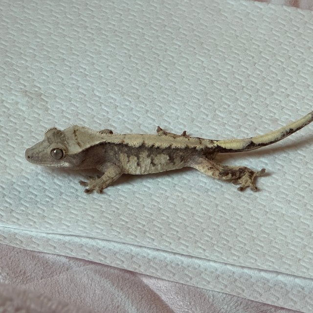 노멀 익스트림할리퀸 쿼드