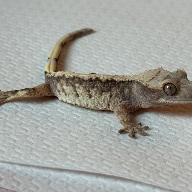 노멀 익스트림할리퀸 쿼드