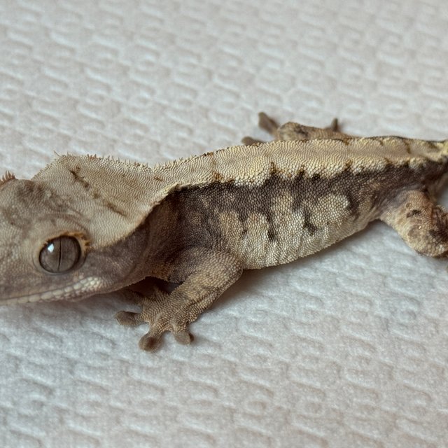 노멀 익스트림할리퀸 쿼드