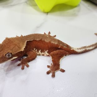 레드 팬텀 릴리화이트