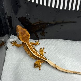 트라이 바브 풀핀