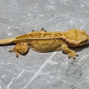옐로우