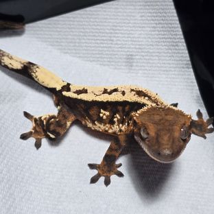 세이블