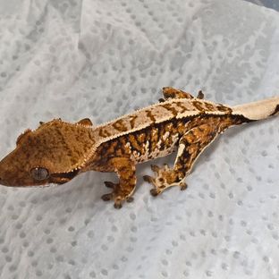 트라이