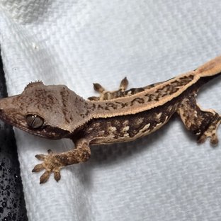 트라이 쿼드 풀핀