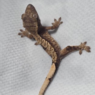 트라이