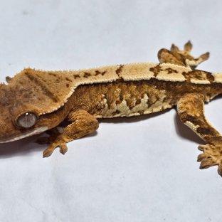 옐로우 크림시클