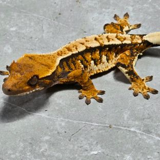 텐저린 트라이 익스트림할리퀸 바브