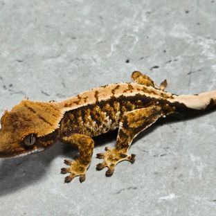 트라이 바브