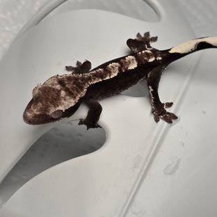 아잔틱