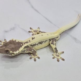 프라푸치노