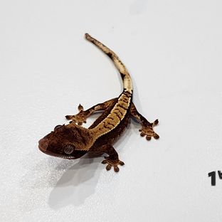 100%헷아잔틱