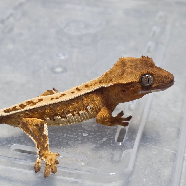 옐로우 화이트핀 크림시클