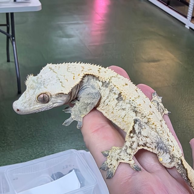 트라이 드리피 화이트스팟