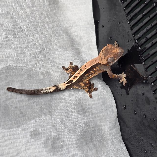 세이블