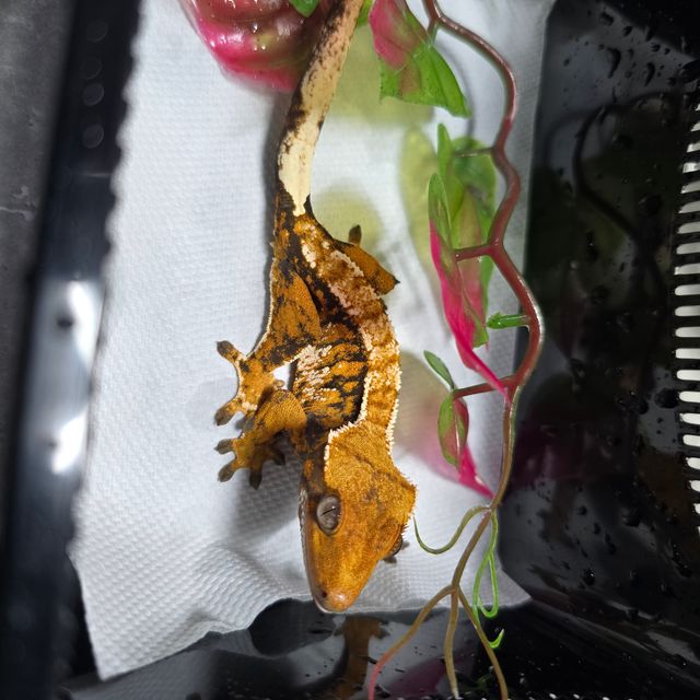 트라이 익스트림할리퀸 텐저린 바브