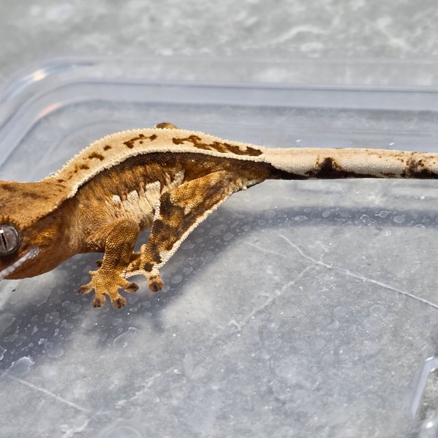 옐로우 화이트핀 크림시클