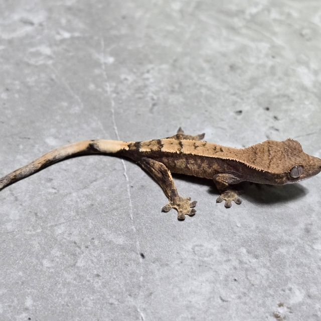 세이블