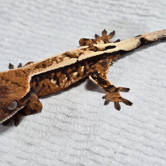 세이블