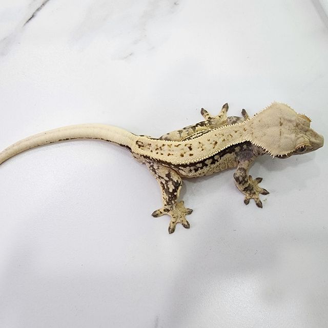 풀핀